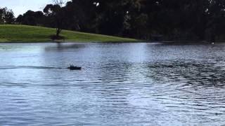 172 RC Armidale patrol boat [upl. by Fife377]