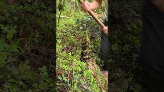 Bamboo Shoot Dig farming amazing bamboo viral fruit wildlife farmlife [upl. by Shepp]