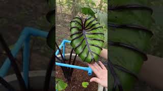 Plant Tour  Colocasia Pharaohs Mask mature leaf thefirstplant [upl. by Thant352]