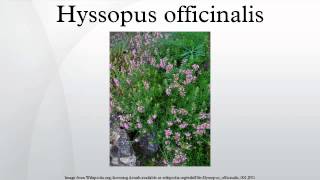 Hyssopus officinalis [upl. by Carrew]