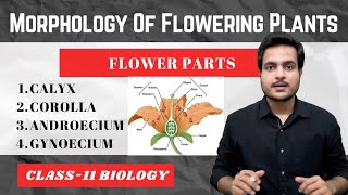 Calyx Corolla Androecium amp Gynoecium On Tips with Mnemonics  Parts of Flower Class11 Biology [upl. by Lazes]