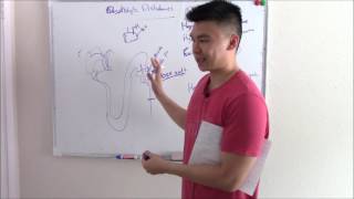 USMLE Renal 7 Electrolyte Disturbances Explained Sodium Potassium and more [upl. by Alphonsine149]