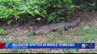 Healthy Alligator Spotted in Tennessee [upl. by Eryn303]