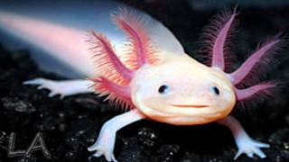 Axolotl [upl. by Ragucci]