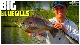 Bluegill Fishing Tips with Bobbers and Plastic Lures [upl. by Nerwal98]