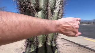 🌵Saguaro of the Day🌵 MISTER CACTUS FACE 😆 Has a Nice Mountain View on La Cañada Dr 🌞💕 [upl. by Ezitram]