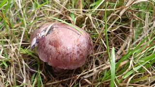 Cortinarius Purpurascens 🍴22092024 La Tremelière [upl. by Winzler]