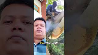 Honey harvest on high trees videoreaction reactionvideo honey honeybee honeycomb [upl. by Hsuk]