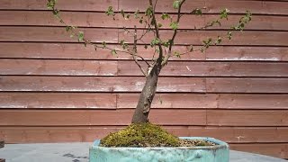 Carpinus in broom form 1  improving the roots [upl. by Pasco]