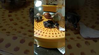 day 23 hatchlings in the incubator eggs chicken brooder orpingtoj [upl. by Gomer632]