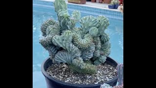 🌵 Myrtillocactus geometrizans Beautiful Crested form  Episode 19 [upl. by Hawger311]