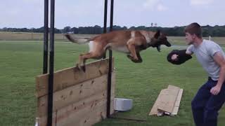 Belgian Malinois In Action [upl. by Athallia]