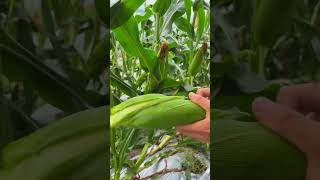 Chopping cornpickingfruitvegetablerural life farming fruitpicking satisfying agriculture [upl. by Elrae]