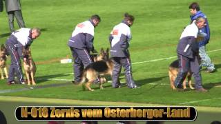 2010 SV BSZS NKGR part 10 Zerxis vom OsterbergerLand HD [upl. by Ahkihs]