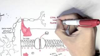 Pharmacology  Local Anaesthetic [upl. by Ifen]