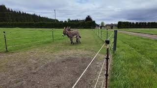 Donkey Racing Paddock Paradise [upl. by Melgar]