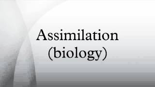 Assimilation biology [upl. by Eerak713]