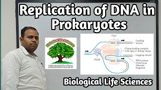 Replication of DNA in Prokaryotes [upl. by Frazer]