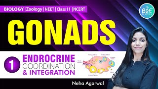 GONADS  PRIMARY SEX ORGANS  NEET BIOLOGY  SEX HORMONES FROM TESTIS amp OVARIES  NCERT HIGHLIGHTS [upl. by Ahsilac927]