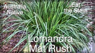 Lomandra Mat Rush  Grow anywhere  Edible [upl. by Erodisi]