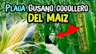 Este Pájaro Ayuda a Eliminar la Plaga del GUSANO Cogollero del MAIZ [upl. by Thornburg]