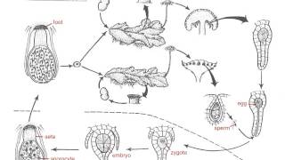 Marchantia Life Cycle [upl. by Grussing]