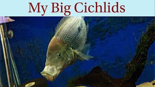 My Big Cichlids Rio Mag Umbees F1 Ecuador Festae Parachromis Dovii [upl. by Corinna]