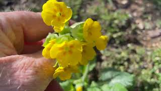 Planting Springtime Pollinator Friendly Plants in my Garden [upl. by Madson]