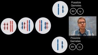 Chromosomal Inheritance [upl. by Airednaxela]