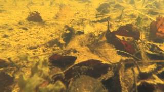 Palmate Newt Underwater [upl. by Melina684]