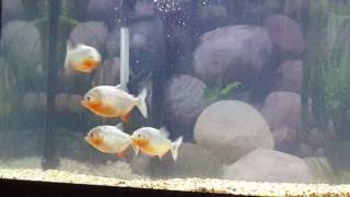 Red bellied piranha up close 55 gallon tank [upl. by Nahtanha]