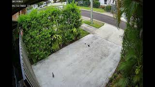 Fairy Wrens mating dance dove Indian Myna bird in Australia Queensland [upl. by Rednasxela]