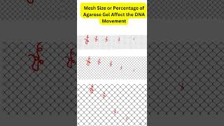DNA Separation in Agarose Gel Electrophoresis DNAMigration DNASizeMatters DNASeparation [upl. by Aened385]
