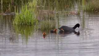 Fulica atra Meerkoet Eurasian Coot [upl. by Muller389]