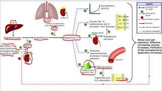 Sistema Renina Angiotensina Aldosterona [upl. by Anert208]