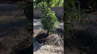 How to plant an avocado tree for great results The Best Avocado Tree Soil to use [upl. by Nnyleitak367]