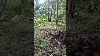 Situasi Di Desa Sangat Cocok Bagi Ternak Kambing  kompaktarakani peternakankambing goatfarming [upl. by Eirruc890]