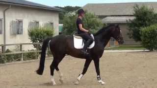 QuaterbackFlorestan I stallion  2009 for sale [upl. by Teyut]