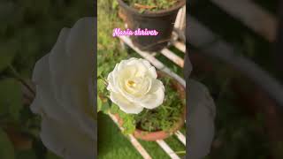 Maria Shriver grandiflora roselove fragrantrose whiterose pushpanjalipranabir [upl. by Ecikram]