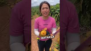 Esta chica te muestra cómo estás cultivando Mal los mangos👏 [upl. by Jacquette]