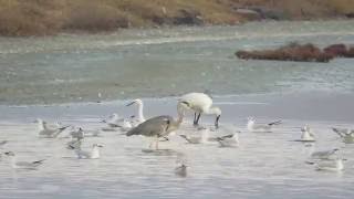 Kalloni Salt Pans Lesvos 19 9 16 Howard Vaughan [upl. by Ybbed]