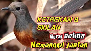 Murai Betina Gacor Memanggil Jantan Terbukti Ampuh Memancing Emosi Dan Birahi Murai dirutkicau4l [upl. by Leahkim85]