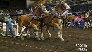 2016 Farm Fair International Horse Pulls [upl. by Eniala518]