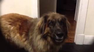 Sharlo my Leonberger talking to me [upl. by Gwen234]