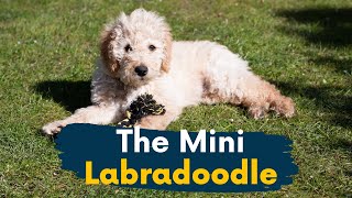 Mini Labradoodle 11 Reasons This Dog Should Be Your Next Family Member [upl. by Jeromy]