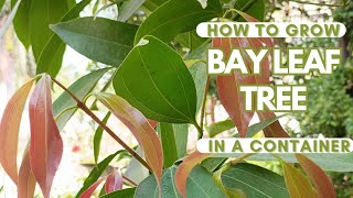 How to grow Bay Leaf tree in containers [upl. by Chapell]