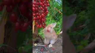 Cuta animals rabbit eating little tomatto [upl. by Leong]