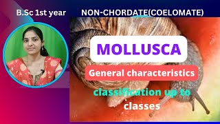 General Characteristics And Classification up to classes of Mollusca bsc 1st yearcoelomates [upl. by Leffert]