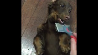 Cutest Dachshunds Compilation 1  Sausage Dog Central [upl. by Ydal471]