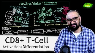 CD8 TCell Activation and Differentiation  Immune System  T cells  Basic Science Series [upl. by Maddi]